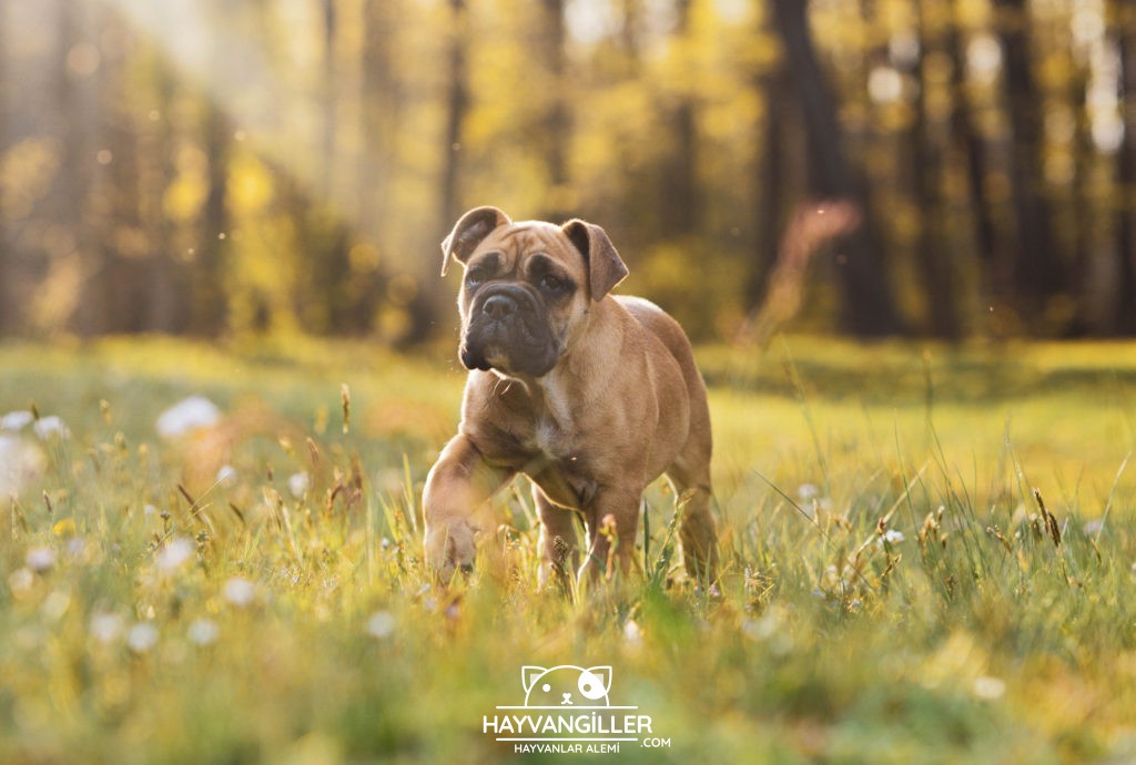 Boxer Köpek Cinsi Boxer Köpek Cinsi